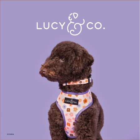 Picture of MAY DG C&L 10X10 LUCI & CO SIGN