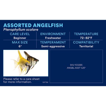 Picture of OCT-25 PHOTO ID-AQ FRESHWATER-CICHLIDS & FW ANGELS (31pk diff)