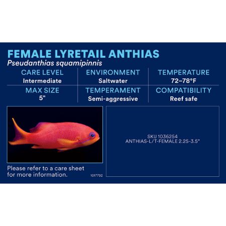 Picture of OCT-25 PHOTO ID-AQ SALTWATER-SMALL ASST MARINE FISH (43pk diff)