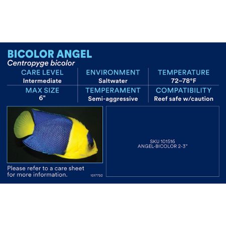 Picture of OCT-25 PHOTO ID-AQ SALTWATER-LARGE ASST MARINE FISH (18pk diff)