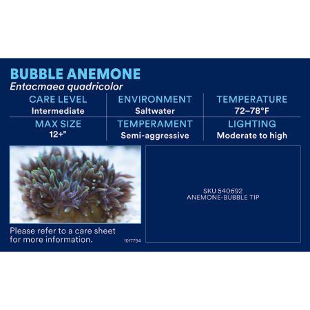 Picture of OCT-25 PHOTO ID-AQ SALTWATER-MARINE INVERTS & LIVE ROCK (38pk diff)