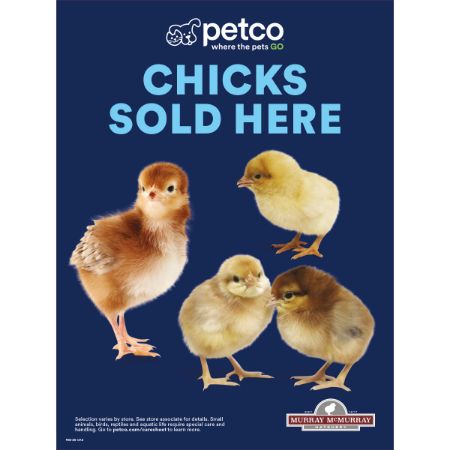 Picture of FEB-26 CHICK SEASON