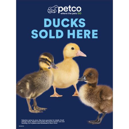 Picture of FEB-26 CHICK SEASON (DUCK)